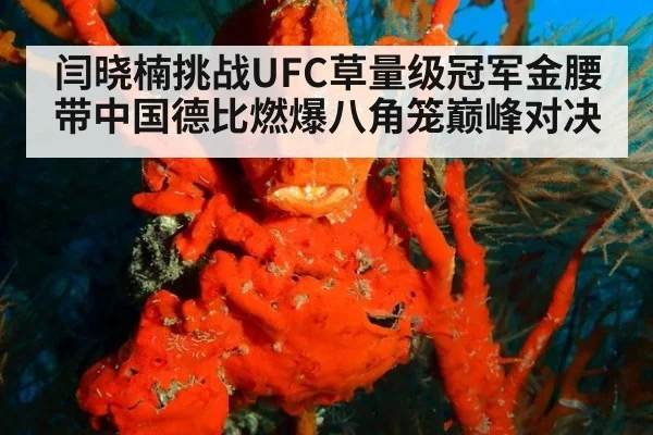 闫晓楠挑战UFC草量级冠军金腰带中国德比燃爆八角笼巅峰对决